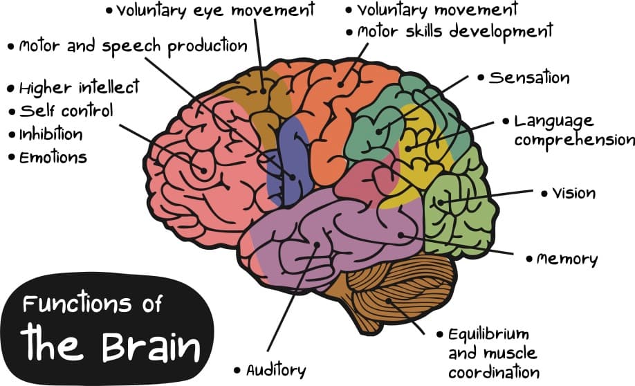 brain diagram